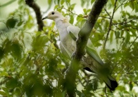 Holub dvoubarvy - Ducula bicolor - Pied Imperial-Pigeon o1929